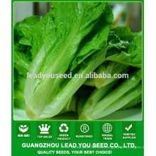 NLT06 Lunqi салата поставщик семян Гуанчжоу,цены на семена салата 